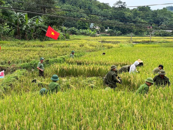 Cán bộ, chiến sĩ Công an xã Xuân Quang và lực lượng tham gia bảo vệ an ninh, trật tự ở cơ sở trực tiếp xuống đồng giúp gia đình ông Sìn Tá Dũng thu hoạch lúa.