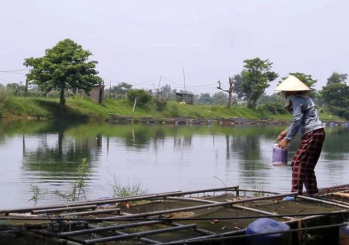 Nuôi cá lồng nước ngọt. Ảnh minh họa