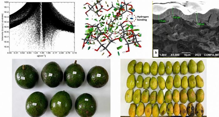 Một số kết quả nghiên cứu và đánh giá khả năng bảo quản của màng nanocomposite trên cơ sở chitosan chứa phức hợp nano rutin-cyclodextrin