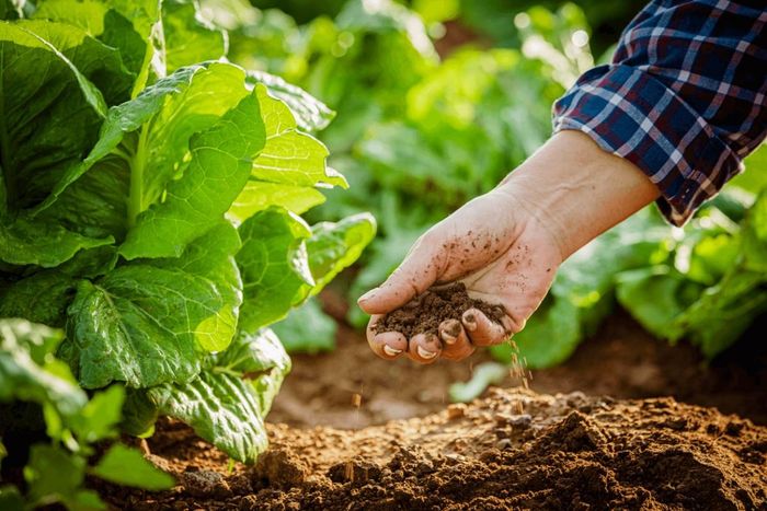 Việc xác định rõ diện tích đất phù hợp cho sản xuất hữu cơ là cơ sở quan trọng để nâng cao chất lượng và giá trị nông sản Việt Nam.