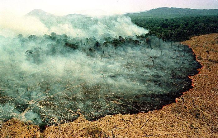 Cháy rừng chỉ là một trong những hậu quả tàn phá của hiện tượng El Nino (MARIE HIPPENMEYER/AFP via Getty Images) 