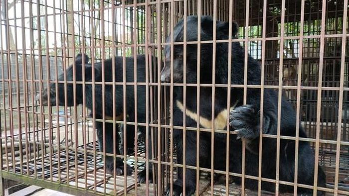 Trong khi nhiều "điểm nóng" về nuôi nhốt gấu đã dần "bớt nóng" thì xã Phúc Thọ trong nhiều năm liền vẫn tiếp tục là điểm nóng lớn nhất về nuôi nhốt gấu trên cả nước.