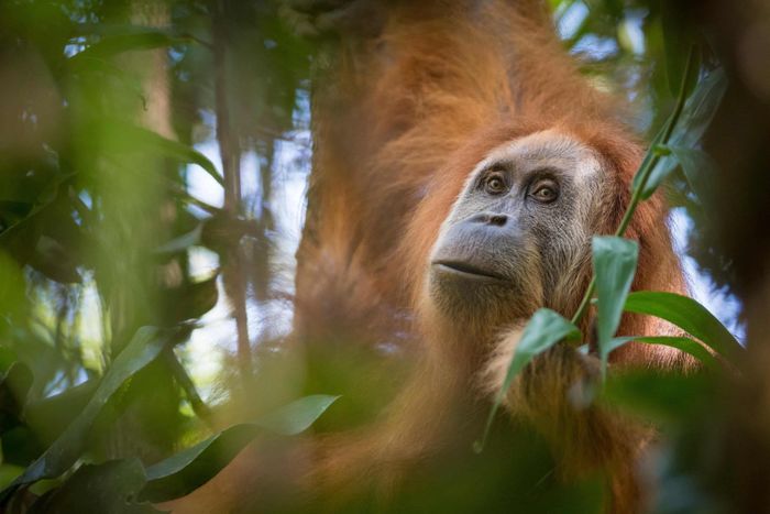  Cá thể đười ươi Tapanuli sống trên đảo Sumatra, Indonesia. Ảnh: Nature Picture Library. 