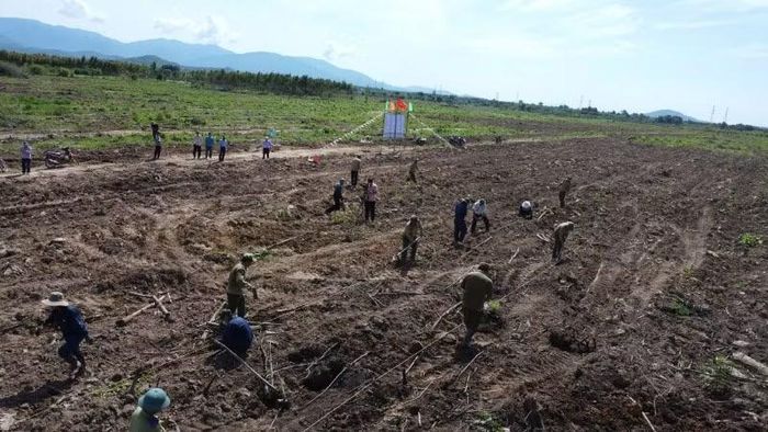 Các công nhân đang trồng rừng.