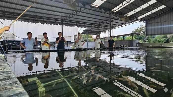 Mực lá được nuôi thử nghiệm thành công trong bể tuần hoàn trên đất liền.