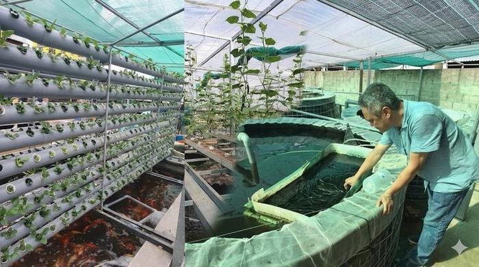 Hệ thống nuôi trồng tuần hoàn giúp tối ưu hóa diện tích và biến chất thải chăn nuôi thành nguồn dinh dưỡng quý giá cho cây trồng.