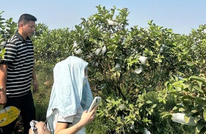 Mỗi trái ổi đều được bọc kỹ để bảo đảm chất lượng.