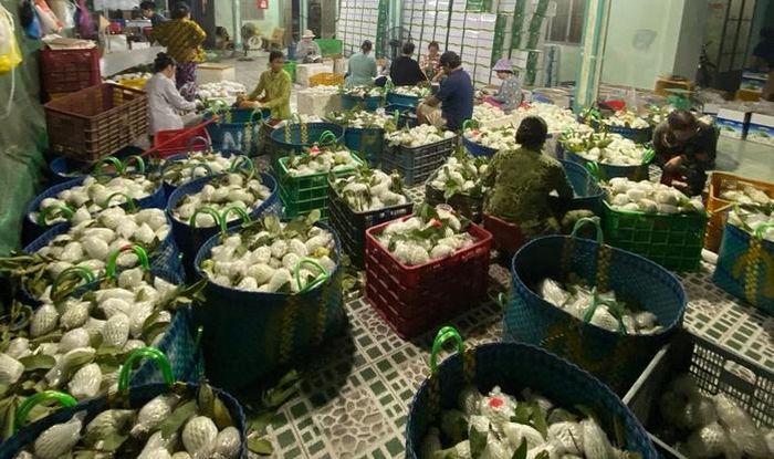 Những trái ổi đạt chuẩn được tuyển chọn trước khi xuất bán.
