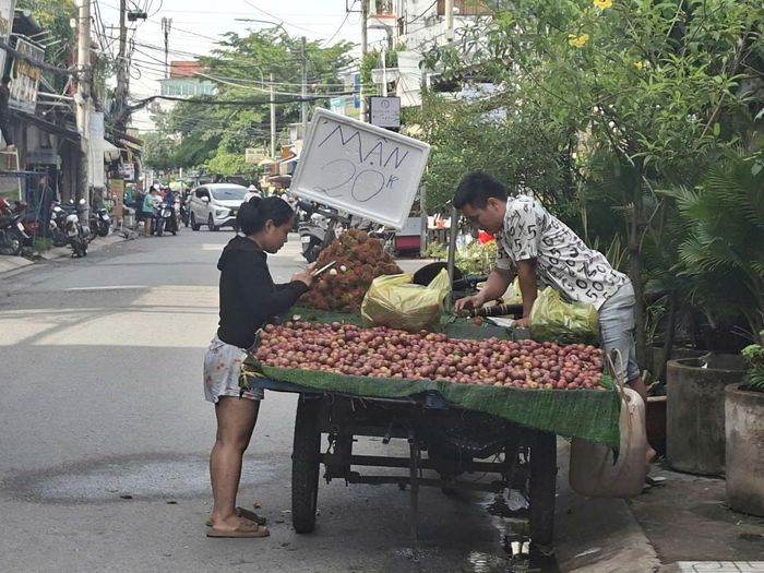 Mận hậu miền Bắc được các xe đẩy bán ở các phường với giá rất rẻ, chỉ 20.000 đồng/kg. Ảnh: ĐỨC TRUNG
