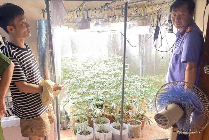 Hệ thống trồng cây cần sa trong nhà của đối tượng.