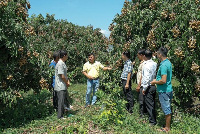 Kỹ sư nông nghiệp của PVCFC hướng dẫn kỹ thuật canh tác cho bà con nông dân