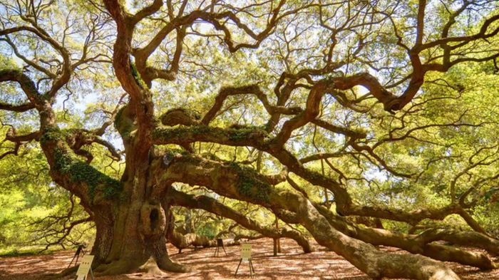 Cây sồi Angel Oak ở Nam Carolina nằm trong công viên riêng của nó - Công viên Angel Oak. Ảnh: Howstuffworks