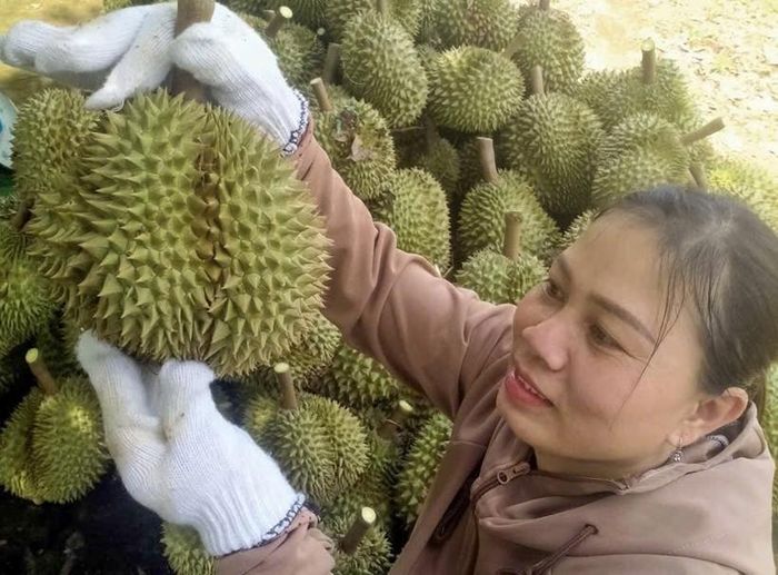  Vụ năm nay, sầu riêng Lâm Đồng được mùa. Ảnh: DT.