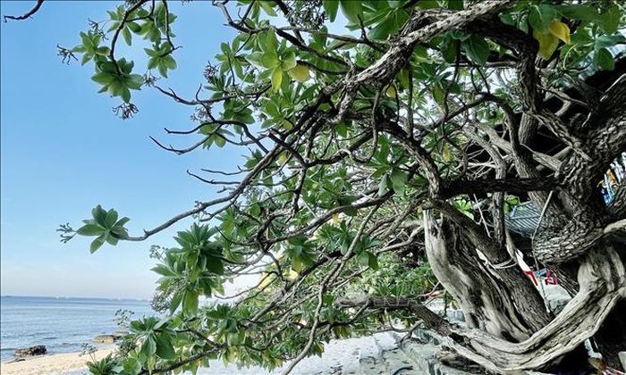 Trải qua bao mùa mưa bão, thời tiết khắc nghiệt, cây Phong ba vẫn kiên cường bám trụ, phát triển như tên gọi.
