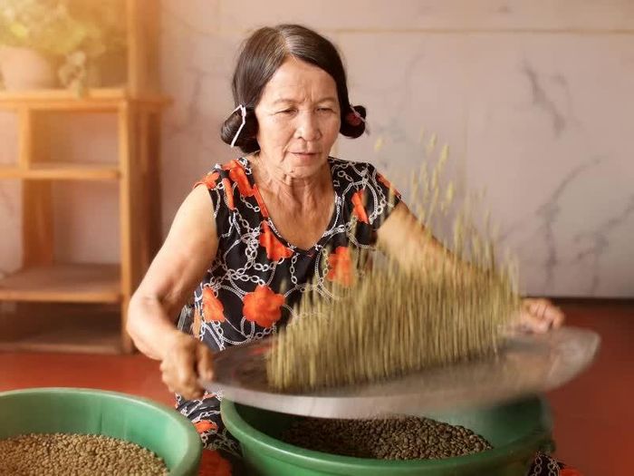 Tuyển lựa cà phê nhân bằng phương pháp thủ công tại cà phê HUSA. 