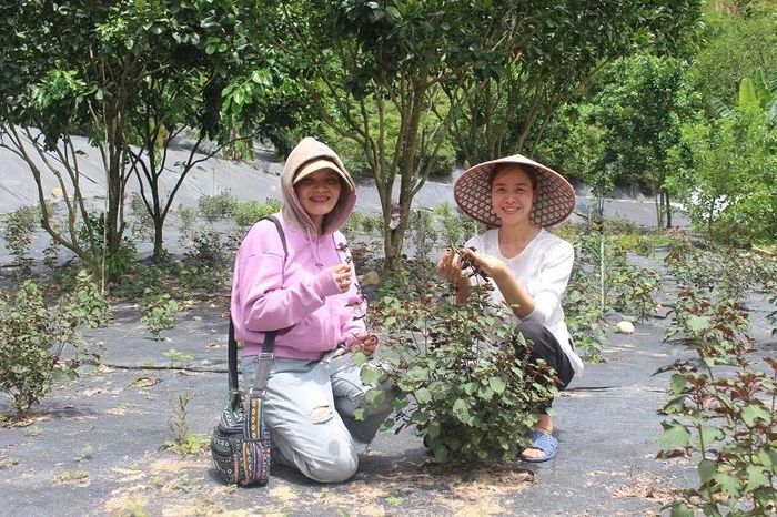 Tía tô được trồng tự nhiên ở Làng chữa lành (thôn Rô Men) để làm trà. 