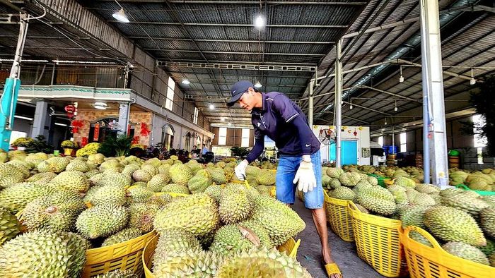  Nhiều doanh nghiệp xuất khẩu sầu riêng ở Đồng Tháp bị thiệt hại do thời gian chờ kết quả kiểm nghiệm kéo dài 