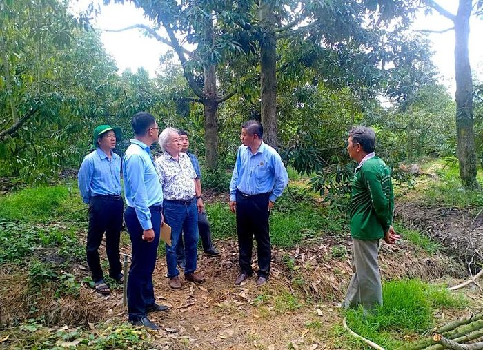  Mô hình canh tác sầu riêng kiểm soát cadimi được triển khai thí điểm tại một nhà vườn ở xã Ngũ Hiệp 