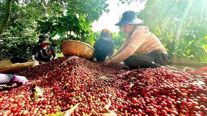 Giá cà phê hôm nay đồng loạt tăng trở lại từ 500 - 600 đồng/kg
