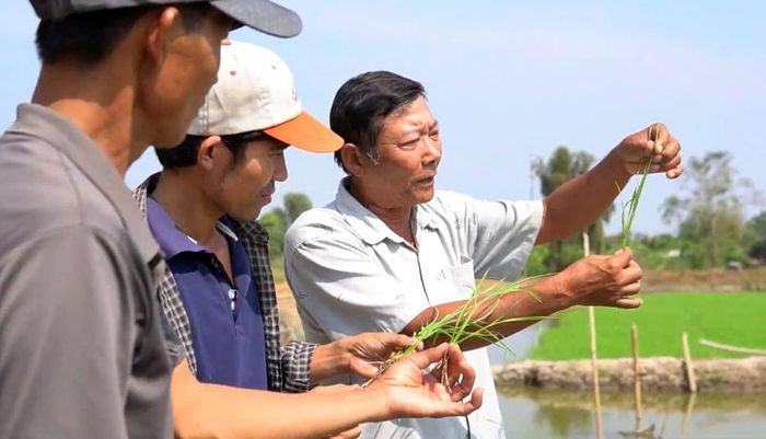 Ông Phấn nhiệt tình chia sẻ, nhổ cây lúa lên cho bà con hàng xóm xem thực tế bộ rễ bung mạnh, đẻ nhánh sớm để cùng nhau thay đổi tư duy sản xuất trên đất phèn.
