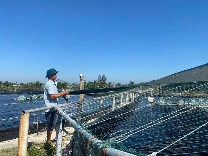 Anh Hồ Văn Kiên ở thôn Nghĩa Thục, xã Hoằng Tiến che lưới đen chống nóng bảo vệ diện tích tôm thẻ chân trắng trong những ngày nắng nóng.