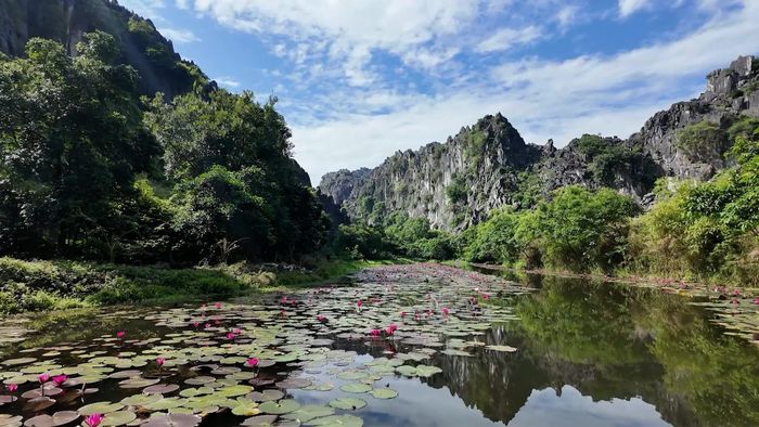 Vào mùa hè, mặt hồ Kim Sơn được phủ bởi sắc hồng của hoa súng nở rộ, tạo nên khung cảnh đẹp như tranh vẽ. Giữa không gian mênh mang, du khách sẽ được ngắm hoa súng nở rộ trên mặt nước, khung cảnh thơ mộng chẳng khác nào bức tranh thủy mặc.Đây cũng là thời điểm nhiều du khách tìm đến để ghi lại những khoảnh khắc đẹp và tận hưởng không gian thanh bình giữa thiên nhiên.