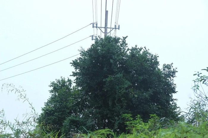 Một điểm có nguy cơ ảnh hưởng đến hành lang an toàn lưới điện trên địa bàn xã Triệu Lộc.
