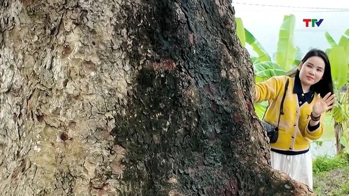 Những thân cây xà cừ to lớn, phủ rêu phong.
