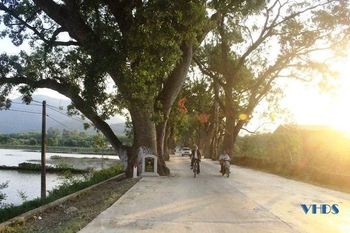 Hàng cây di sản Việt Nam gồm 22 cây xà cừ, được trồng từ thời Pháp, nằm ngay trên con đường độc đạo dẫn lên đỉnh núi Nưa.