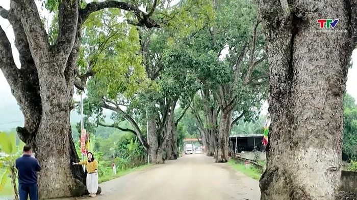 Người dân và du khách trên hành trình về Đền Nưa - Am Tiên thường dừng chân dưới những tán xà cừ, ngắm nhìn thân cây nhuốm màu năm tháng.