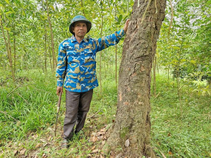 Người dân đang dần thay đổi tư duy từ trồng keo sang trồng rừng gỗ lớn. Ảnh: HỮU ANH