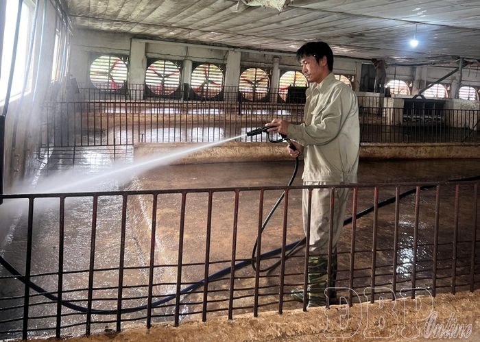 Khu vực chăn nuôi của trang trại được trang bị hệ thống quạt đảm bảo lưu thông không khí.