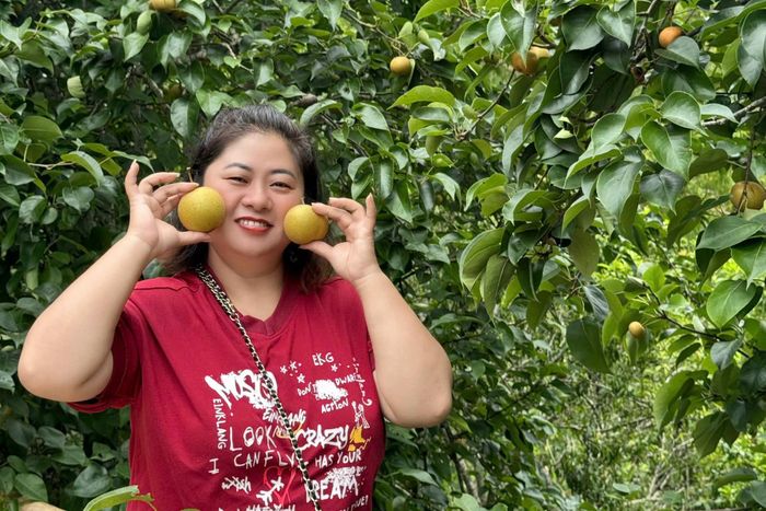 Chị Nguyễn Thị Thanh Tâm, phường Điện Biên Phủ trải nghiệm tại vườn lê Pu Nhi.