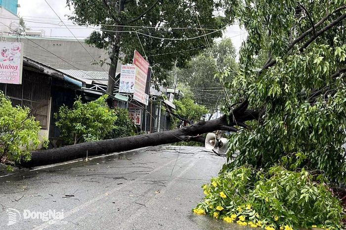 Mưa to kèm gió giật mạnh khiến cây bị đổ ra đường