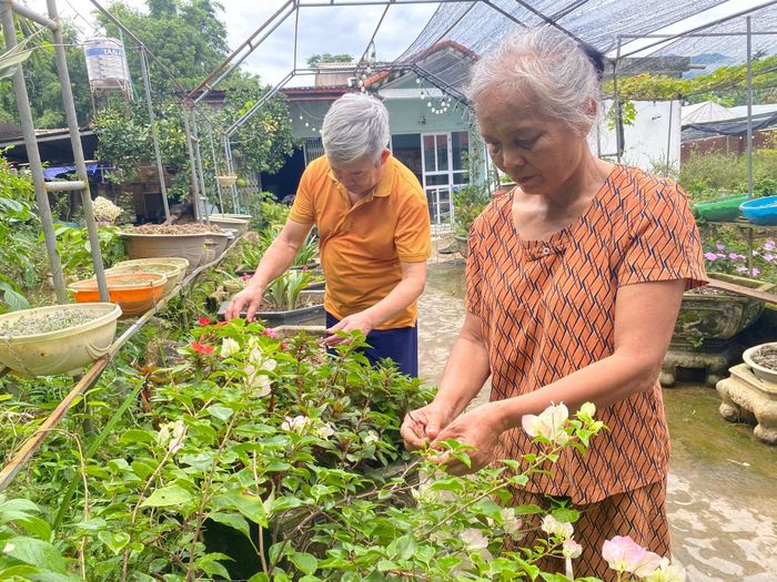 Người cao tuổi Khu 8, xã Than Uyên chăm sóc hoa, cây cảnh.