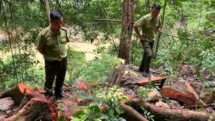 Cán bộ kiểm lâm kiểm tra hiện trường khu vực cây bị chặt hạ.
