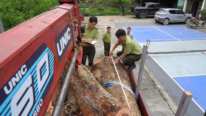 Cán bộ kiểm lâm kiểm tra từng khúc gỗ trên phương tiện.
