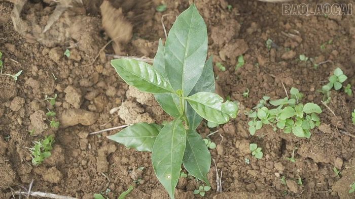 Cà phê được trồng trên một số diện tích thuộc khu vực Danh thắng quốc gia Ruộng bậc thang.
