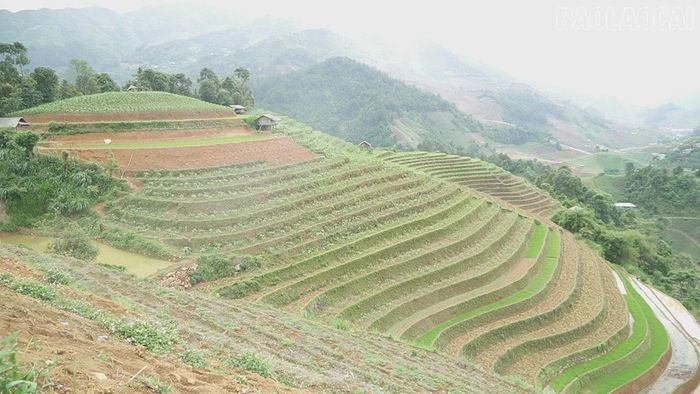 Những hộ chủ động đầu tư đường ống dẫn nước có điều kiện gieo cấy sớm hơn.