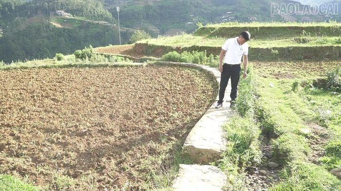 Ông Lý A Dơ - Giám đốc Hợp tác xã Du lịch Đồi mâm xôi La Pán Tẩn kiểm tra nguồn nước tại những kênh dẫn nước vào khu vực Đồi mâm xôi.