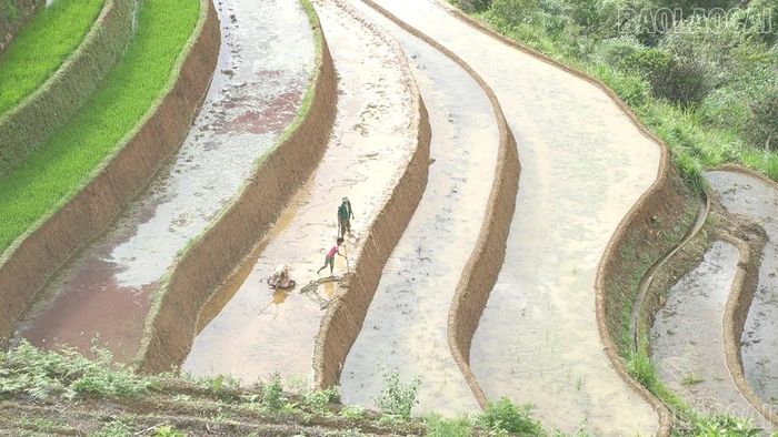 Nhiều hộ chủ động được nguồn nước đã khẩn trương gieo cấy.
