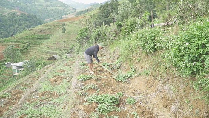 Không có nước sản xuất, nhiều diện tích ruộng của gia đình anh Hờ A Đức được chuyển sang trồng khoai lang và cà phê.