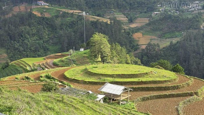 Nhiều thửa ruộng bậc thang bị bỏ hoang vì thiếu nước sản xuất.