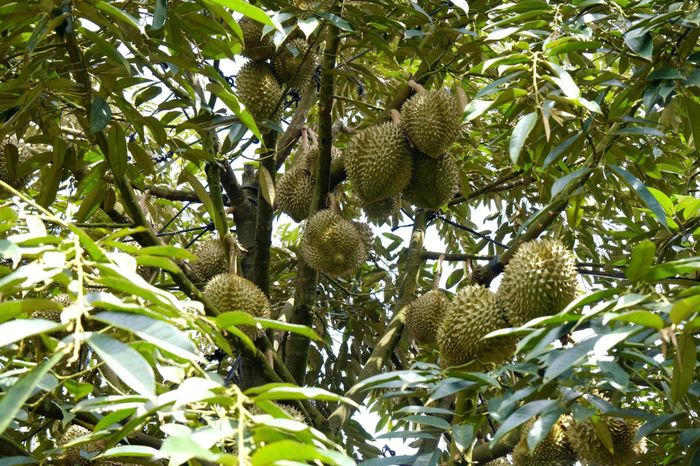 Mã số vùng trồng, tấm "hộ chiếu" để xuất khẩu sầu riêng Lâm Đồng