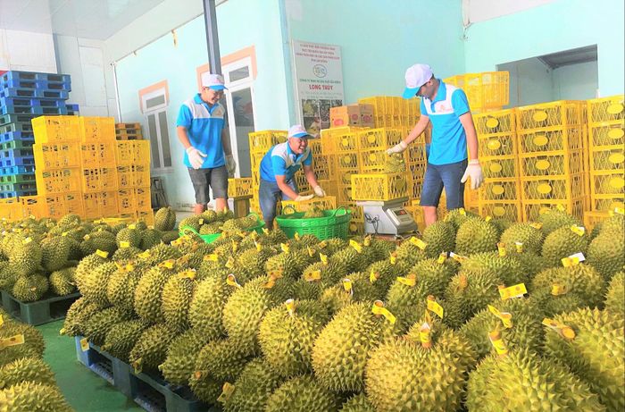 Sầu riêng sau khi được thu mua phải qua nhiều khâu làm sạch, kiểm tra nghiêm ngặt chất lượng trước khi đóng gói xuất khẩu
