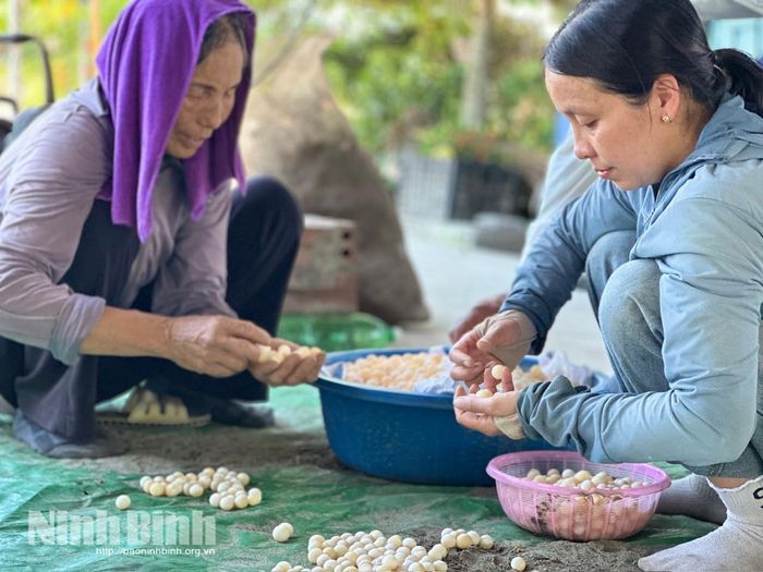 Nhân công tại trang trại của anh Huy tỉ mẩn nhặt và phân loại trứng ba ba.