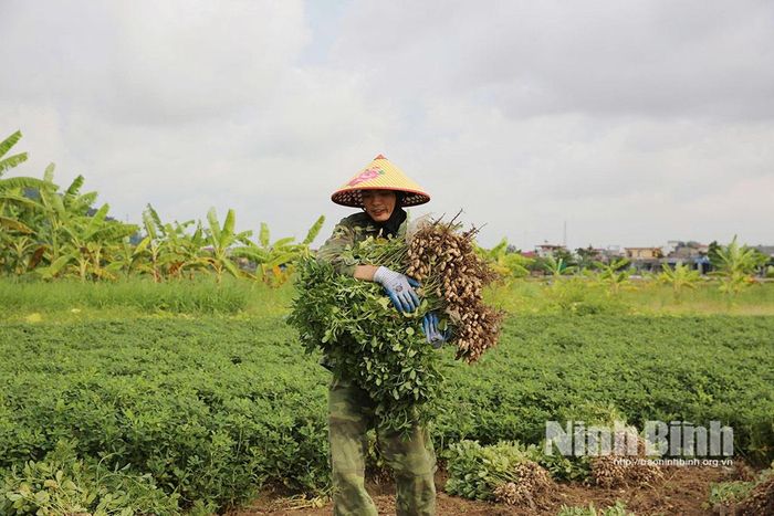 Niềm vui được mùa lạc.