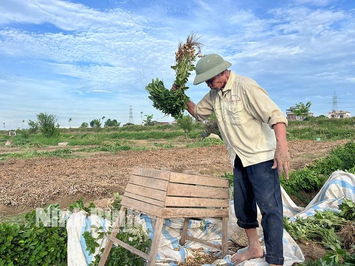 Lạc nhổ lên được ông Nguyễn Văn Cầu đập tách ngay tại ruộng và làm sạch sơ bộ, đóng bao chở về nhà phơi khô.