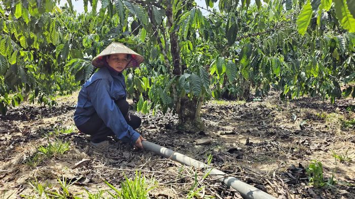 Chị Trần Thị Thanh Thuyết ở xã Lìa thường xuyên theo dõi hệ thống tưới nước, chăm sóc vườn cà phê vối nhằm đảm bảo năng suất và chất lượng cây trồng - Ảnh: L.A