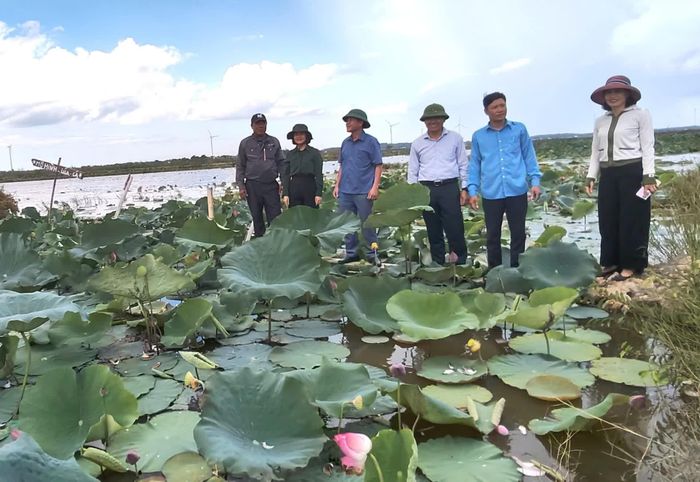 Kiểm tra mô hình trồng sen trên đất lúa chuyển đổi tại xã Lệ Thủy - Ảnh: Đặng Hiền